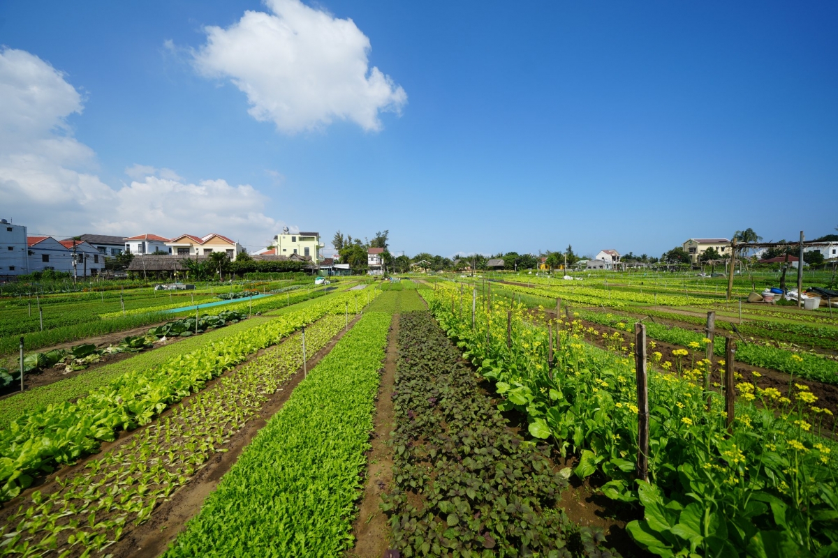 Tra Que vegetable village